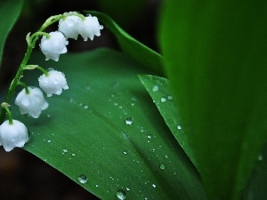 water, drops, White, lily of the Valley, flowers