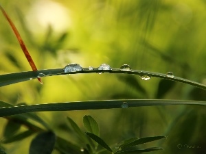 drops, grass