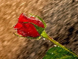 drops, Rain, red hot, rose