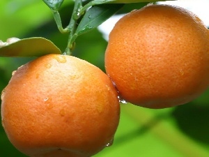 leaves, drops, orange