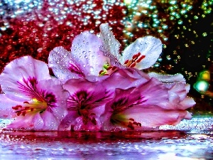 drops, water, Flowers, Lily, Rain