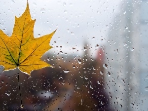 drops, Glass, maple, leaf