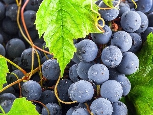 drops, Leaf, Mature, Grapes