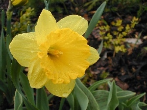 jonquil, drops, Yellow