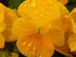 pansy, drops, Yellow