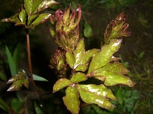 drops, Flowers, Peonies, Leaf