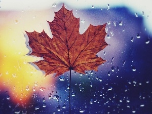 drops, maple, Autumn, rain, leaf