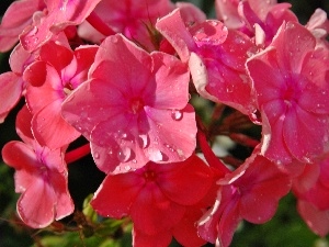 drops, phlox, Flowers, rain, Pink