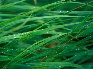 drops, grass, Green, Rosy, thicket