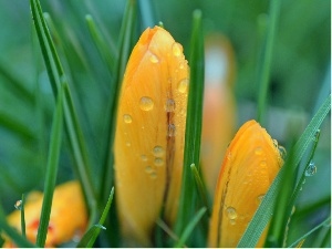 drops, Spring, Yellow, Rosy, crocuses