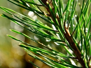 drops, spruce