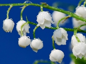 drops, water, lily of the Valley