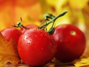 drops, oak, tomatoes, leaf