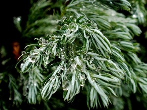 drops, Conifers, trees, water, viewes