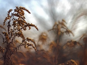 dry, Flowers, Goldenrod, Yellow