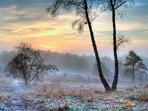 dry, viewes, Fog, grass, trees