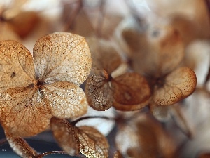 dry, hydrangea