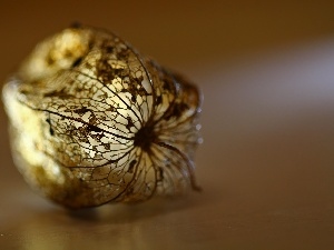dry, plant, physalis bloated