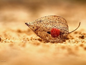 dry, plant, physalis bloated