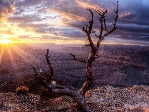 dry, sun, rocks, trees, rays