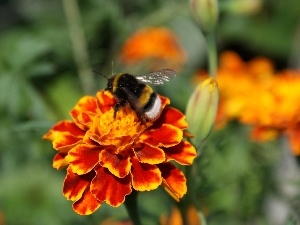 dumbledor, Tagetes