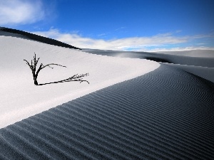 Dunes, embers, Desert, sapling, Sand