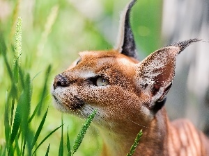 ears, Eyes, Caracal, grass