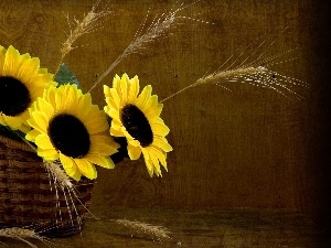 Ears, Nice sunflowers, wicker, cereals, basket