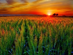 Ears, farm, west, cereals, sun