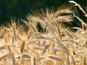 Ears, corn