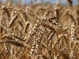 Ears, corn