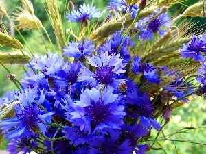 cornflowers, Ears, bouquet