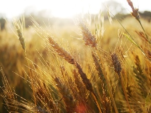 Field, Ears, wheat