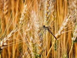 Ears, dragon-fly, corn