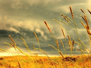 Golden, Ears, Field