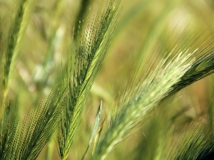 Ears, grass