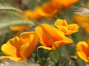 Ears, corn, Yellow, papavers