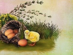 chicken, Easter, eggs
