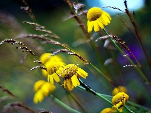 echinacea