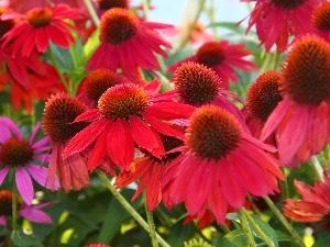 echinacea