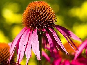 echinacea