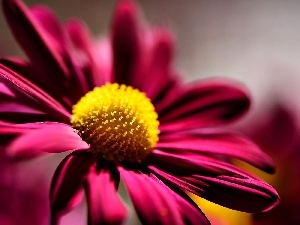 Flower, echinacea, Pink