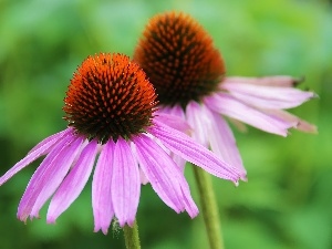 echinacea, Flowers