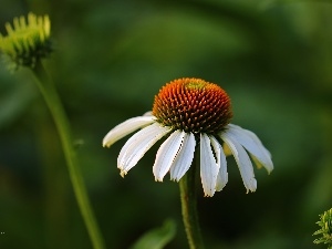 echinacea, Colourfull Flowers, White