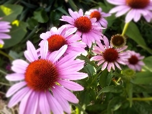 Flowers, echinacea, Pink