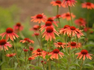 echinacea, Flowers