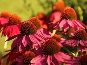 echinacea, Pink