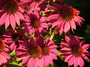 echinacea, Pink