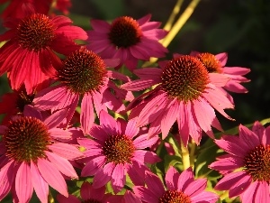 echinacea, Pink