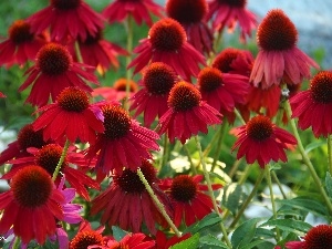 echinacea, Red